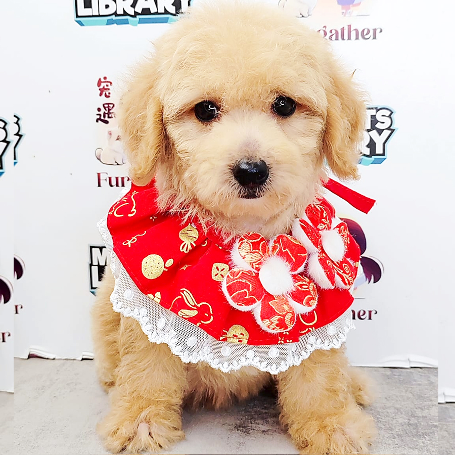 Poodle Puppy (Female) For Sale