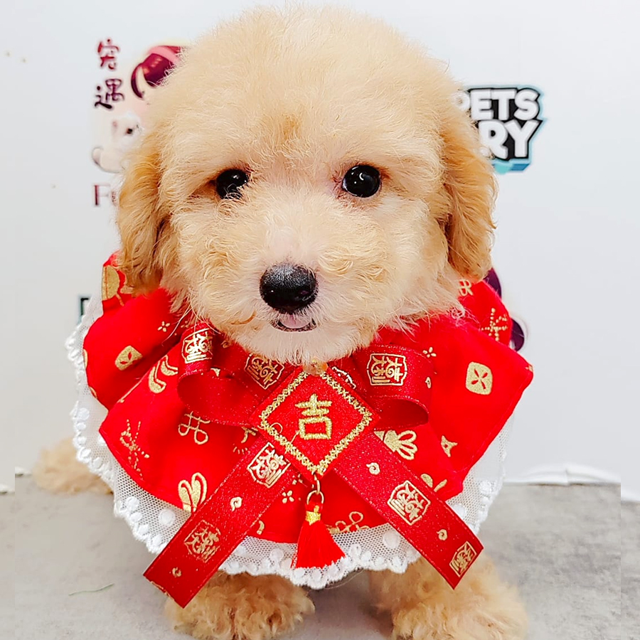 Poodle Puppy (Male) For Sale
