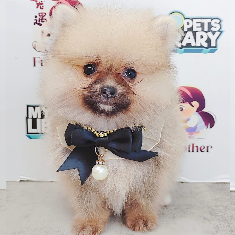 Teacup Pomeranian Puppy (Female) For Sale