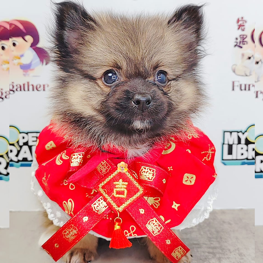Pomeranian Puppy (Female) For Sale