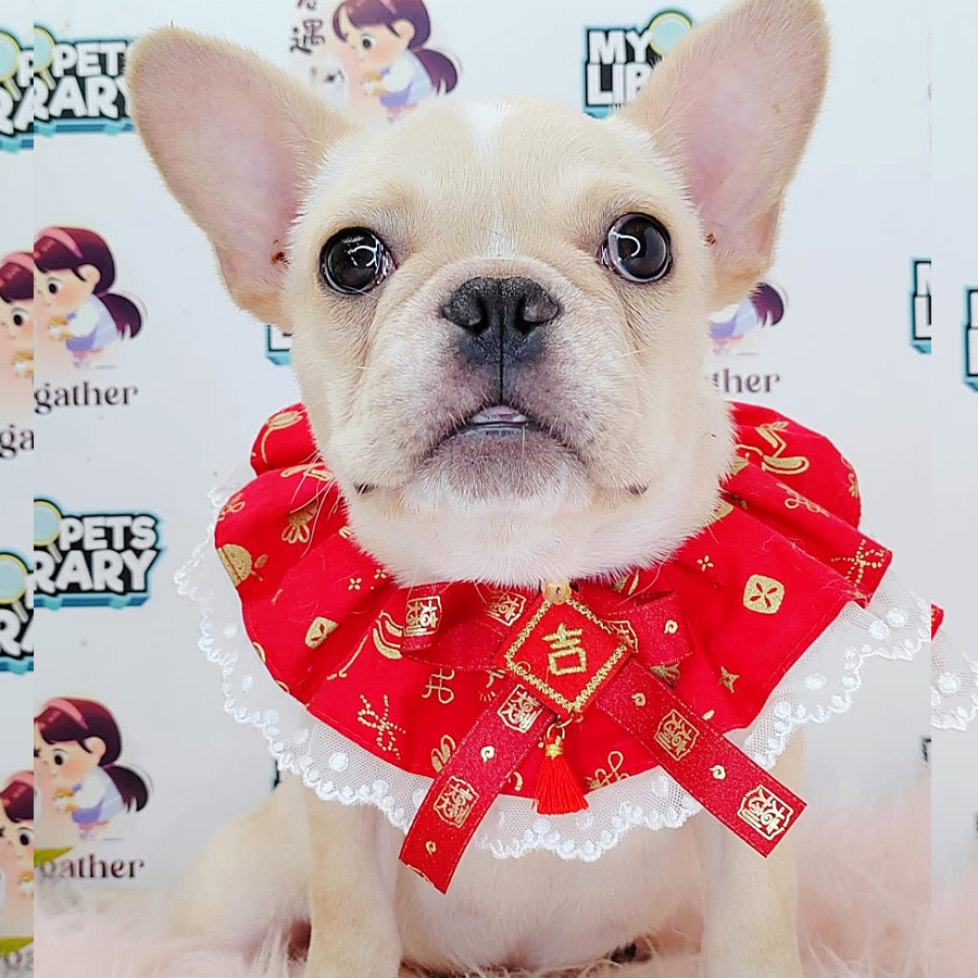 Mini French Bulldog Puppy (Male) For Sale