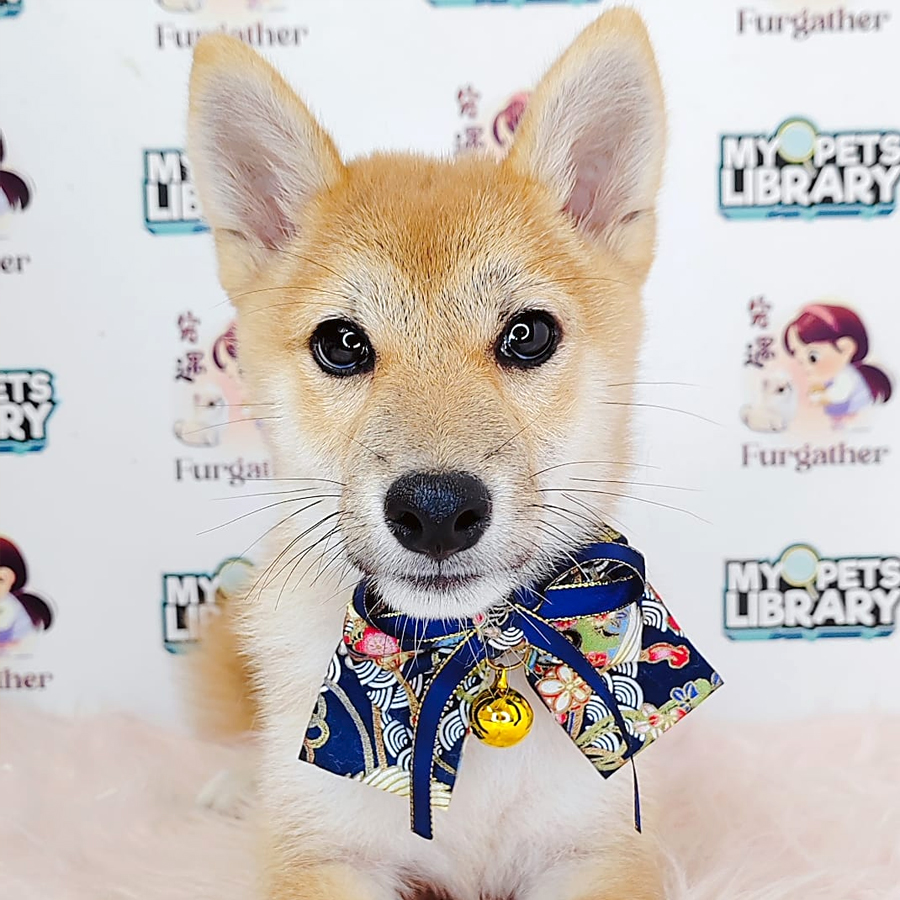 Shiba Inu Puppy (Male) For Sale