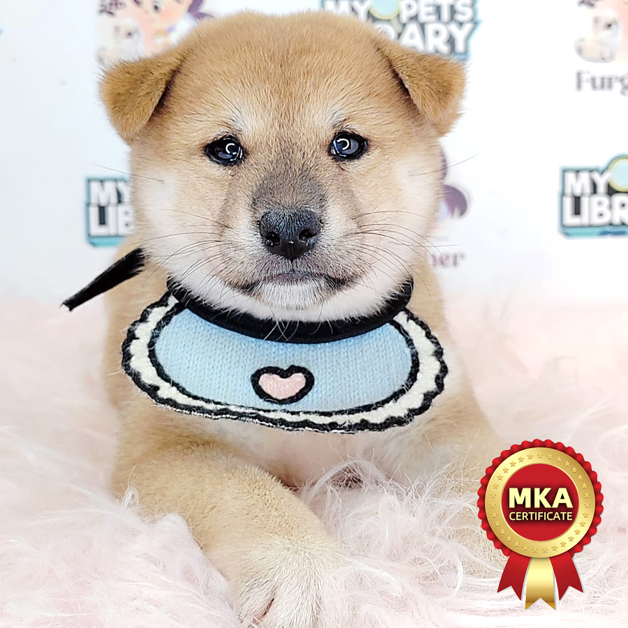 MKA Shiba Inu Puppy (Female) For Sale