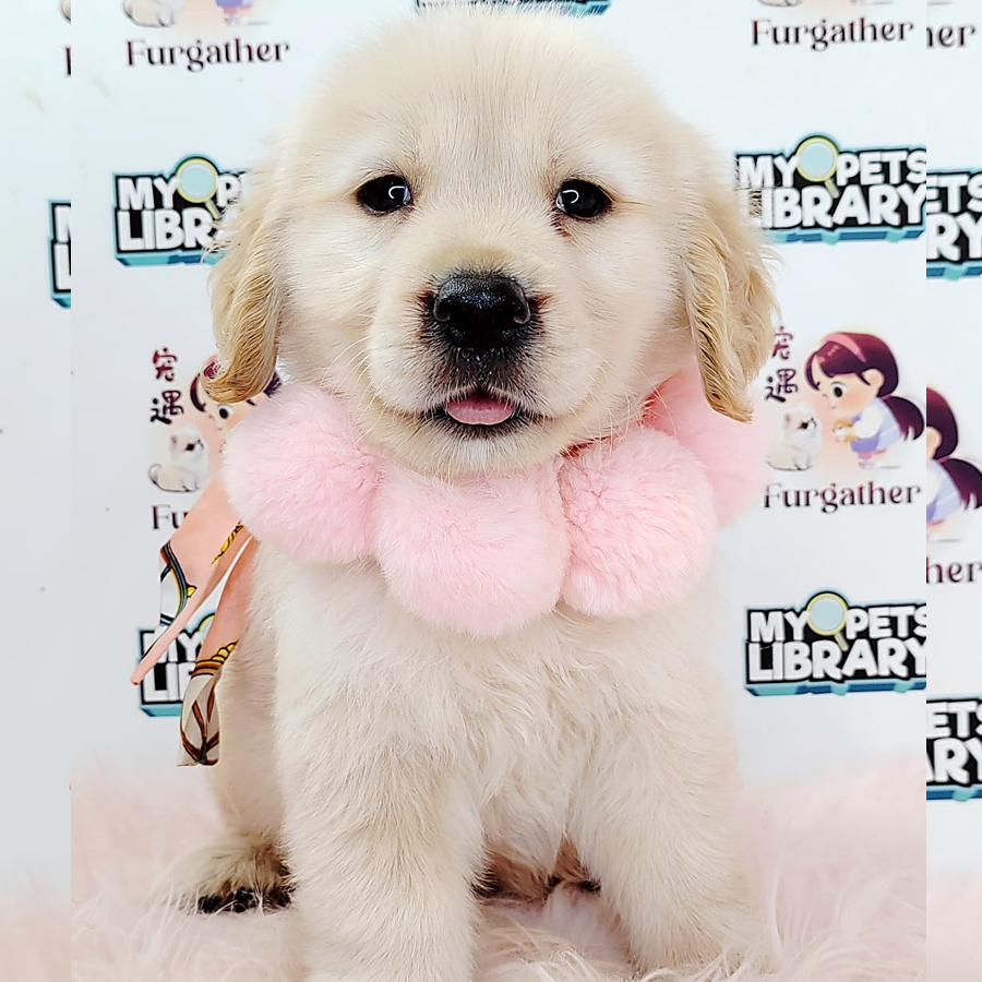 Golden Retriever Puppy (Male) For Sale