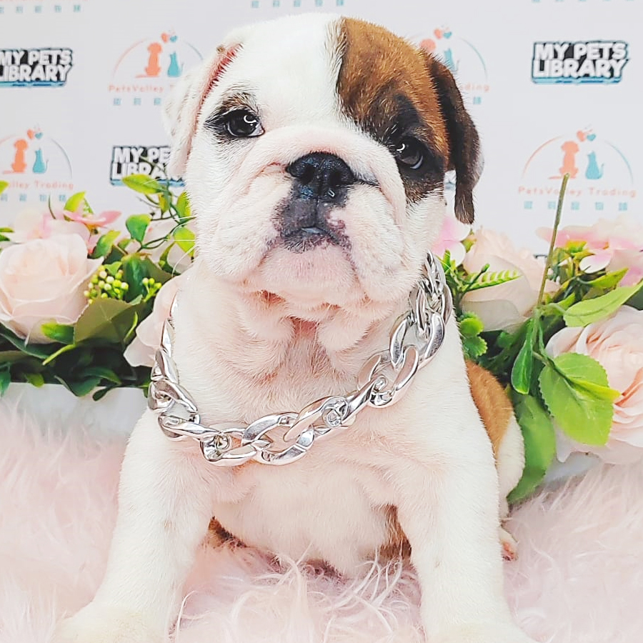 English Bulldog Puppy (Female) For Sale