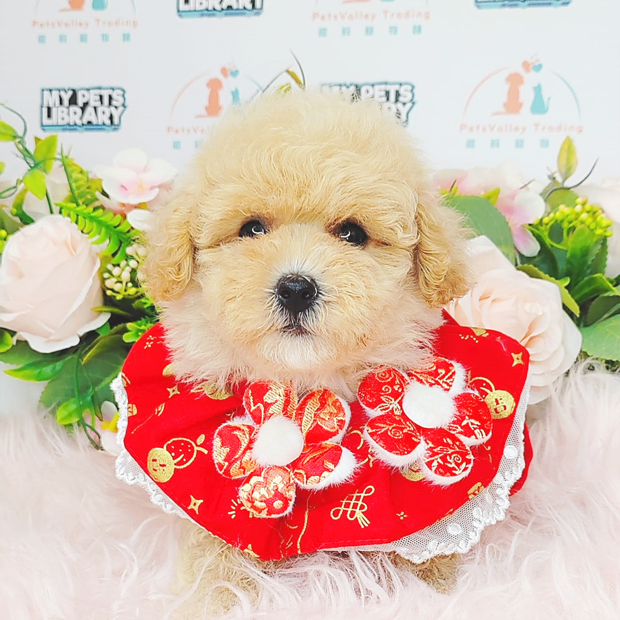 Tiny Poodle Puppy (Female) For Sale