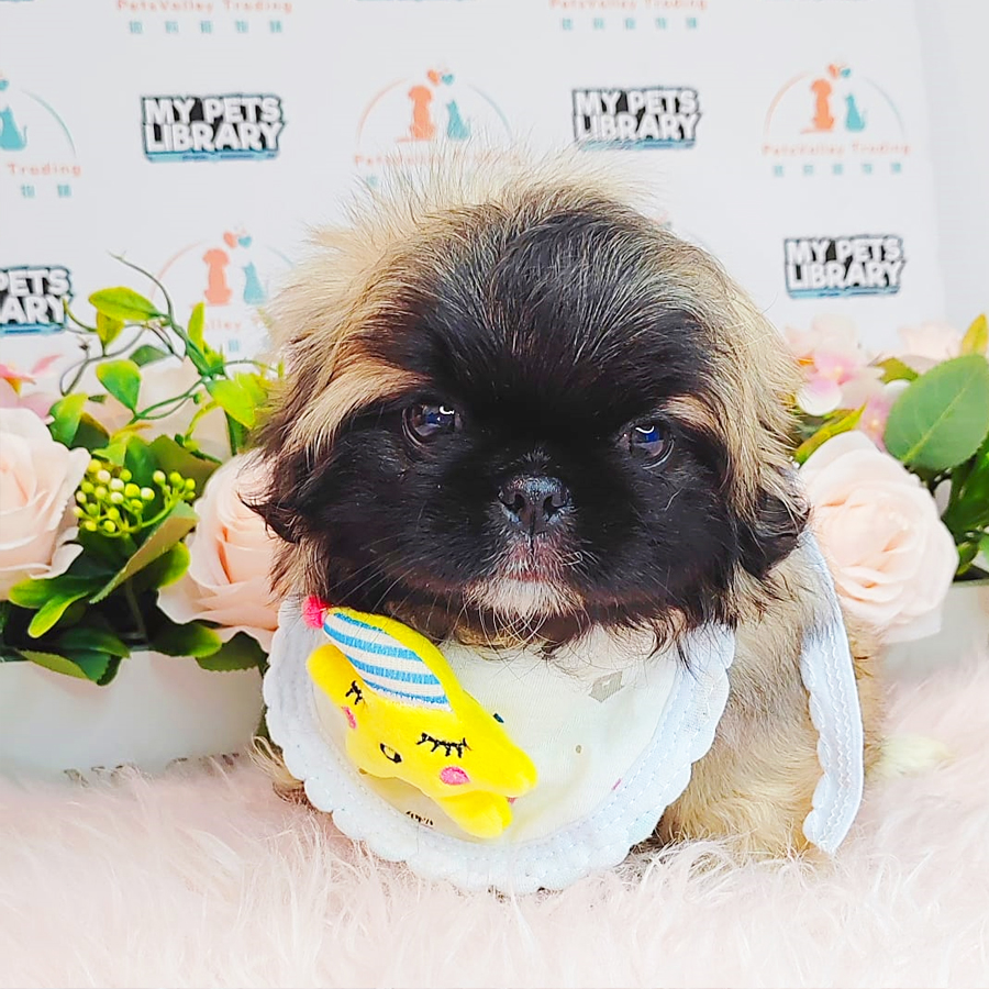 Pekingese Puppy (Male) For Sale