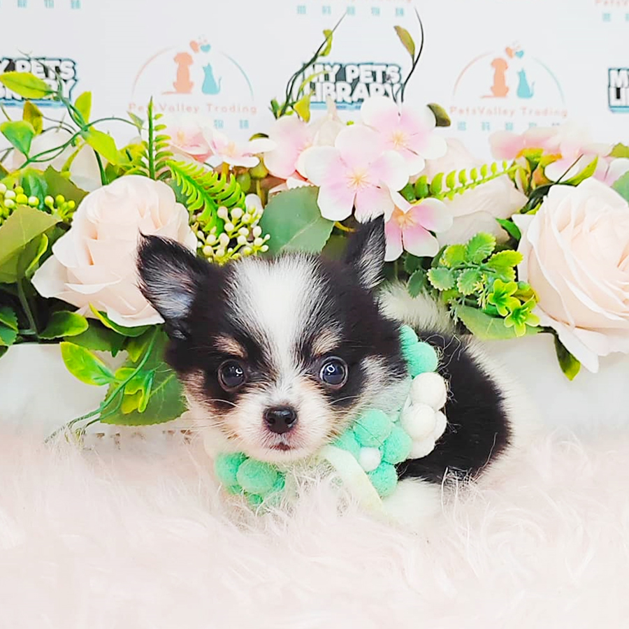 Long Coat Chihuahua Puppy (Male) For Sale