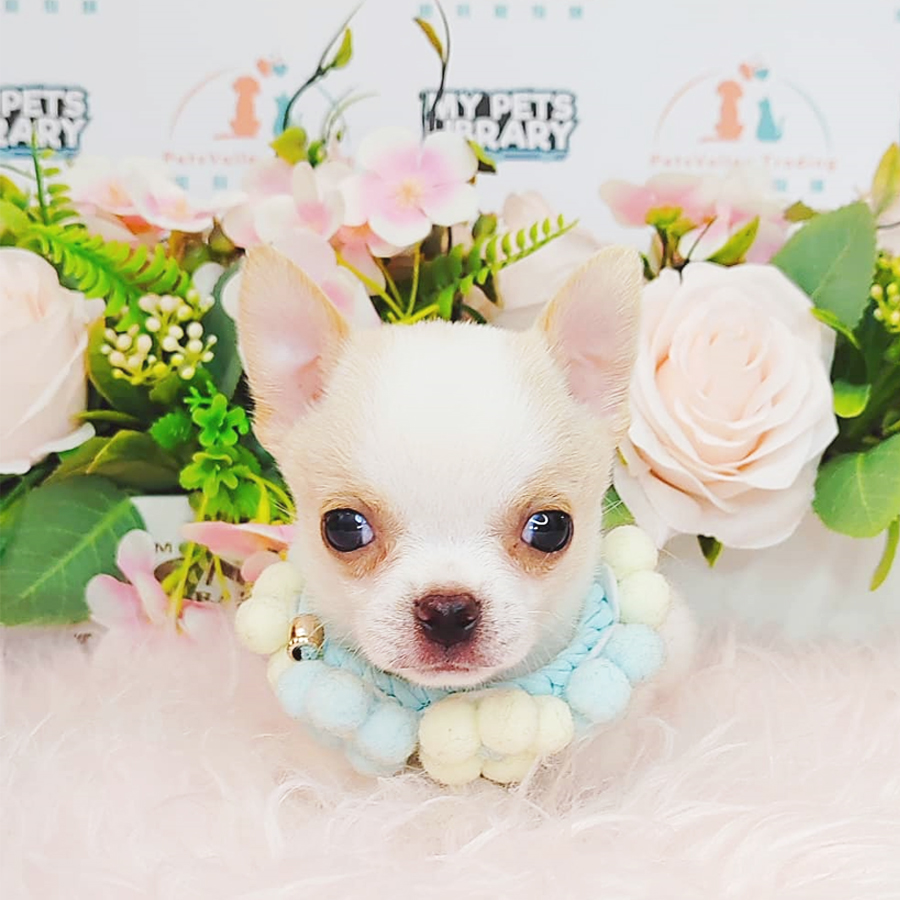 Chihuahua Puppy (Male) For Sale