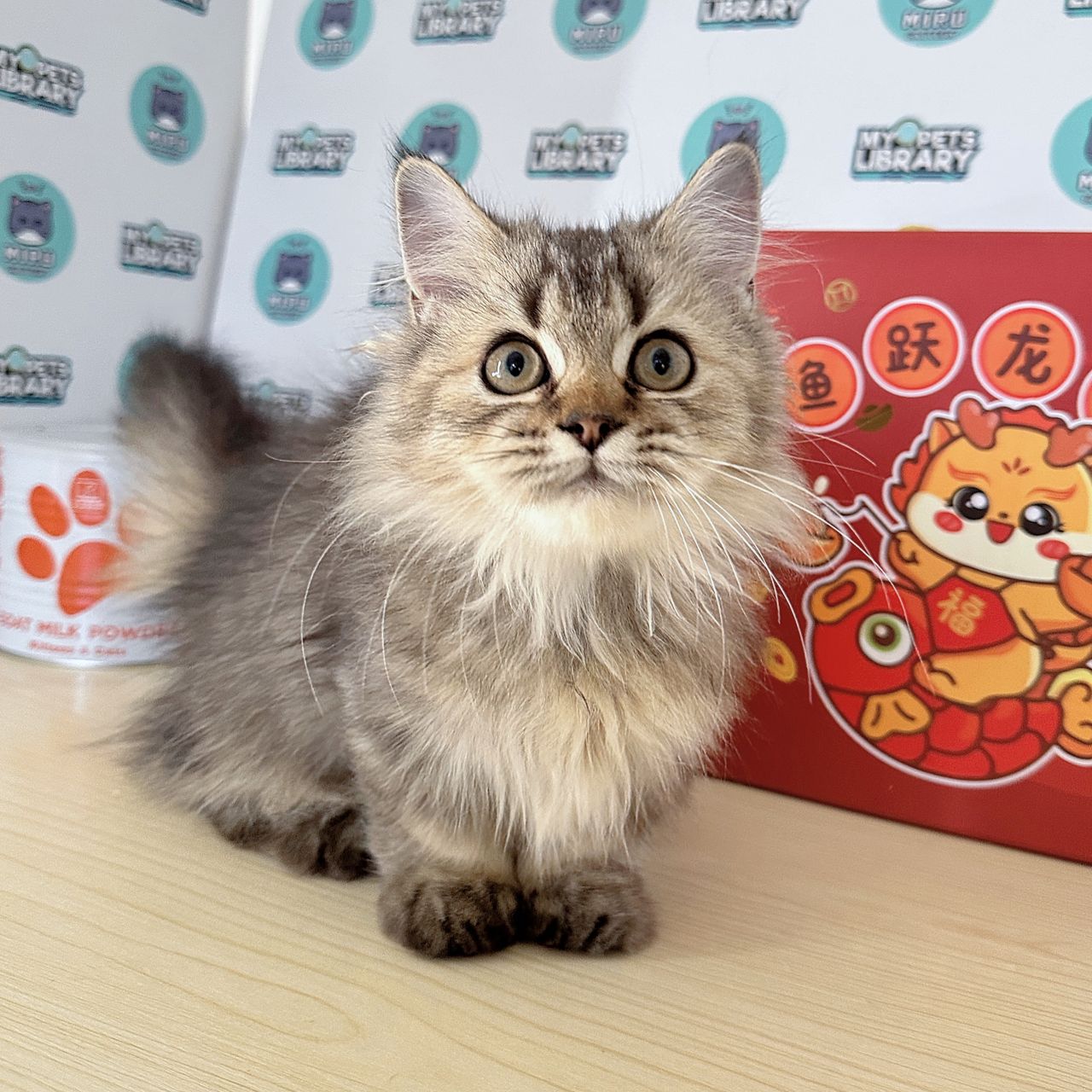 Munchkin Longhair Super Short Kitten (Male) For Sale