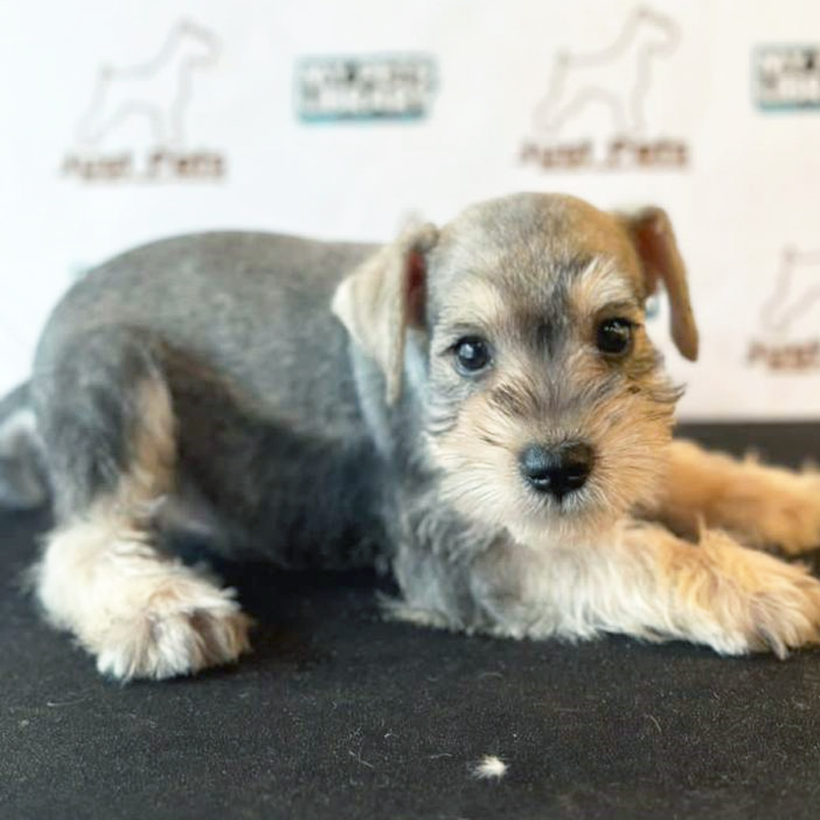 Schnauzer  Puppy (Male) For Sale