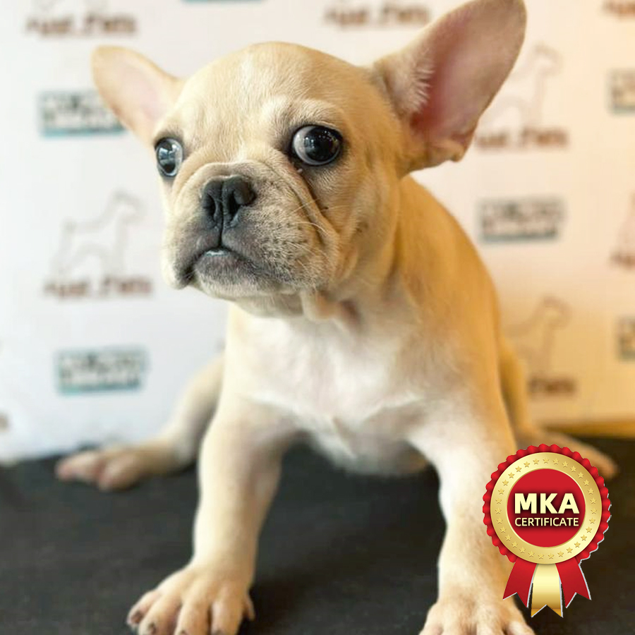 MKA French Bulldog Puppy (Female) For Sale