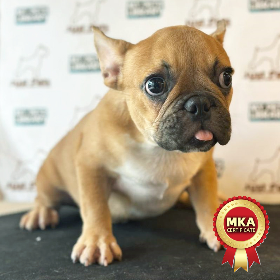 MKA French Bulldog Puppy (Male) For Sale