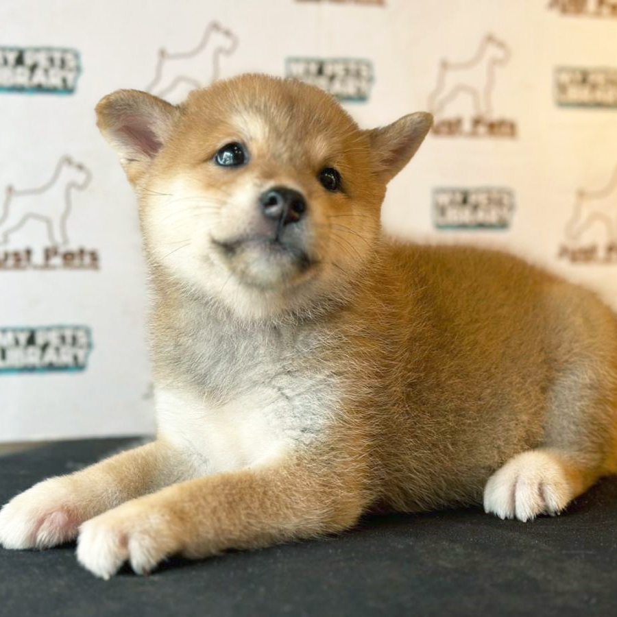 Shiba Inu Puppy (Male) For Sale