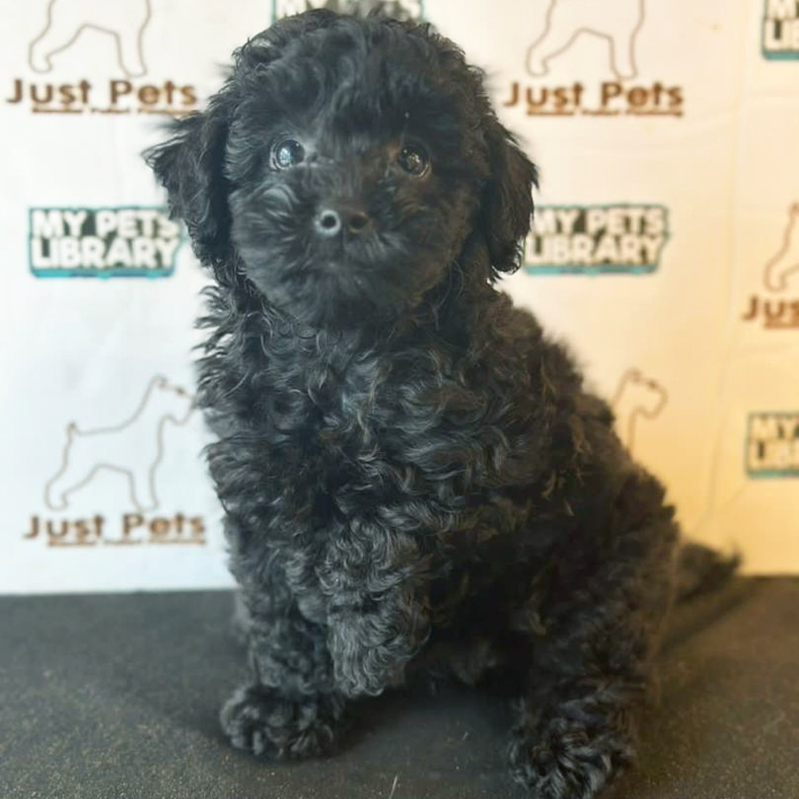 Toy Poodle Puppy (Female) For Sale