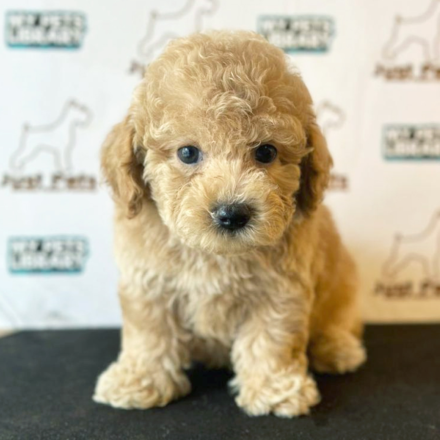 Toy Poodle Puppy (Male) For Sale