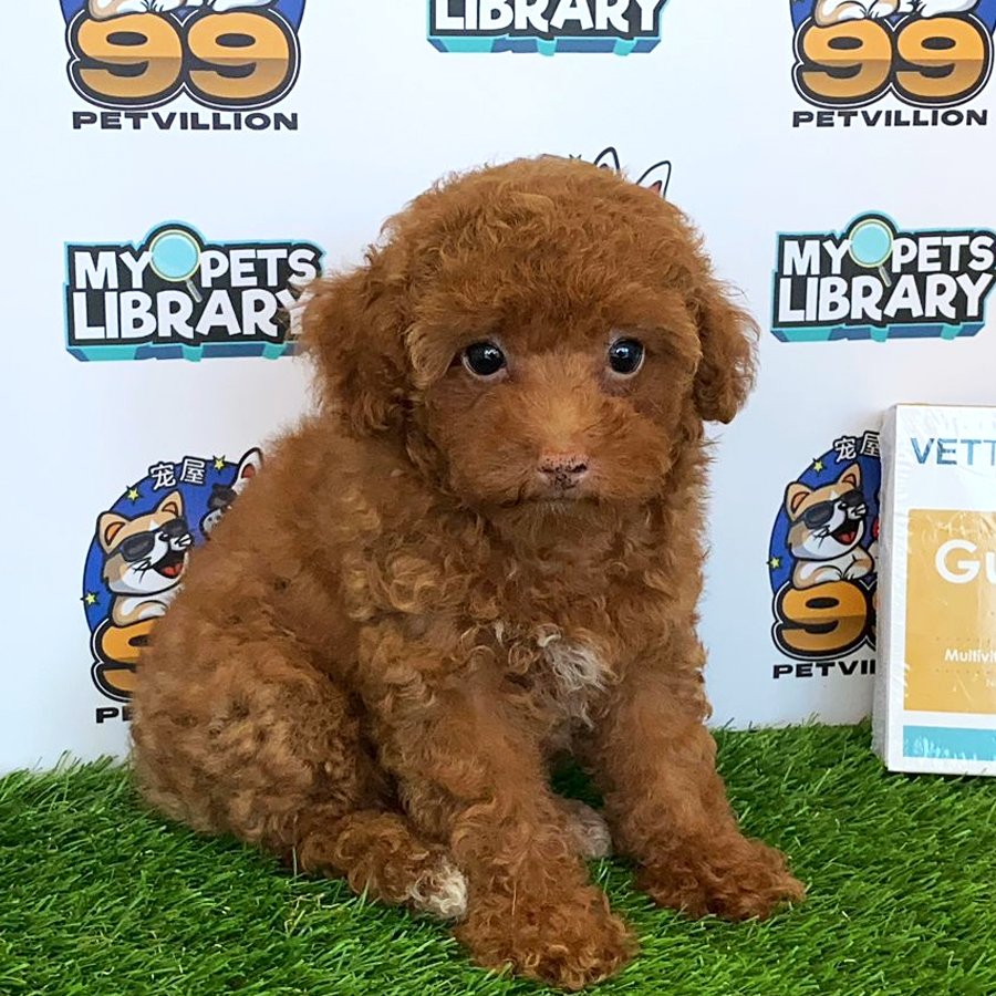 Toy Poodle Puppy (Female) For Sale