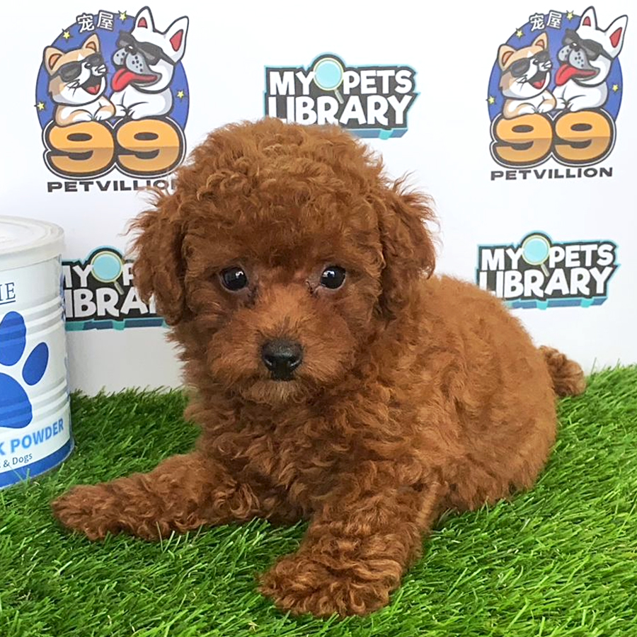 Toy Poodle Puppy (Female) For Sale