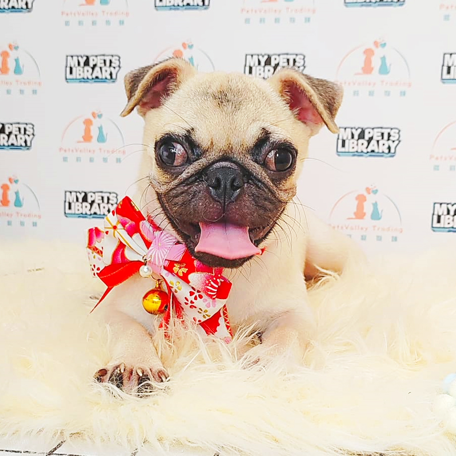 Pug Puppy (Female) For Sale