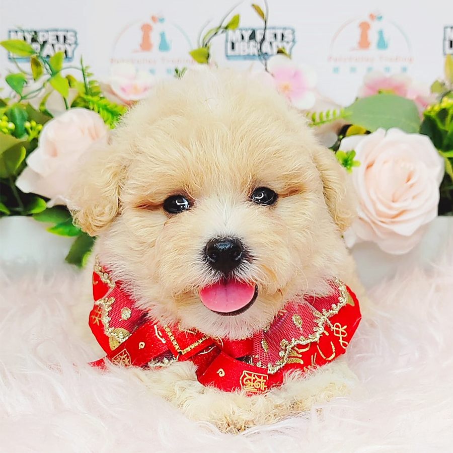 Toy Poodle Puppy (Male) For Sale
