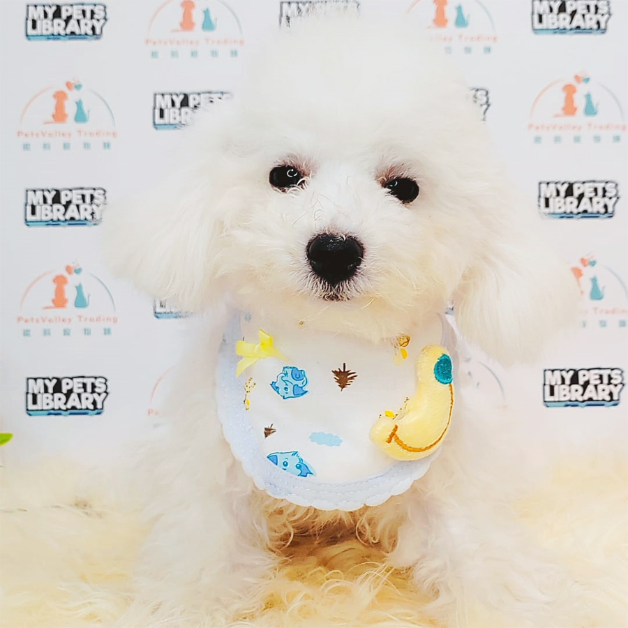 Bichon Frise Puppy (Male) For Sale