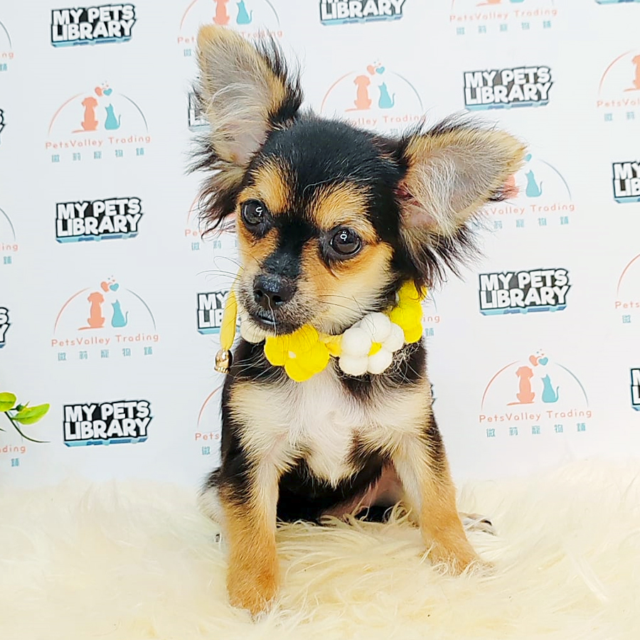 Long Coat Chihuahua Puppy (Female) For Sale