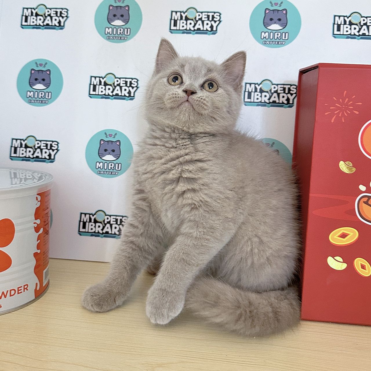 British Shorthair Kitten (Male) For Sale