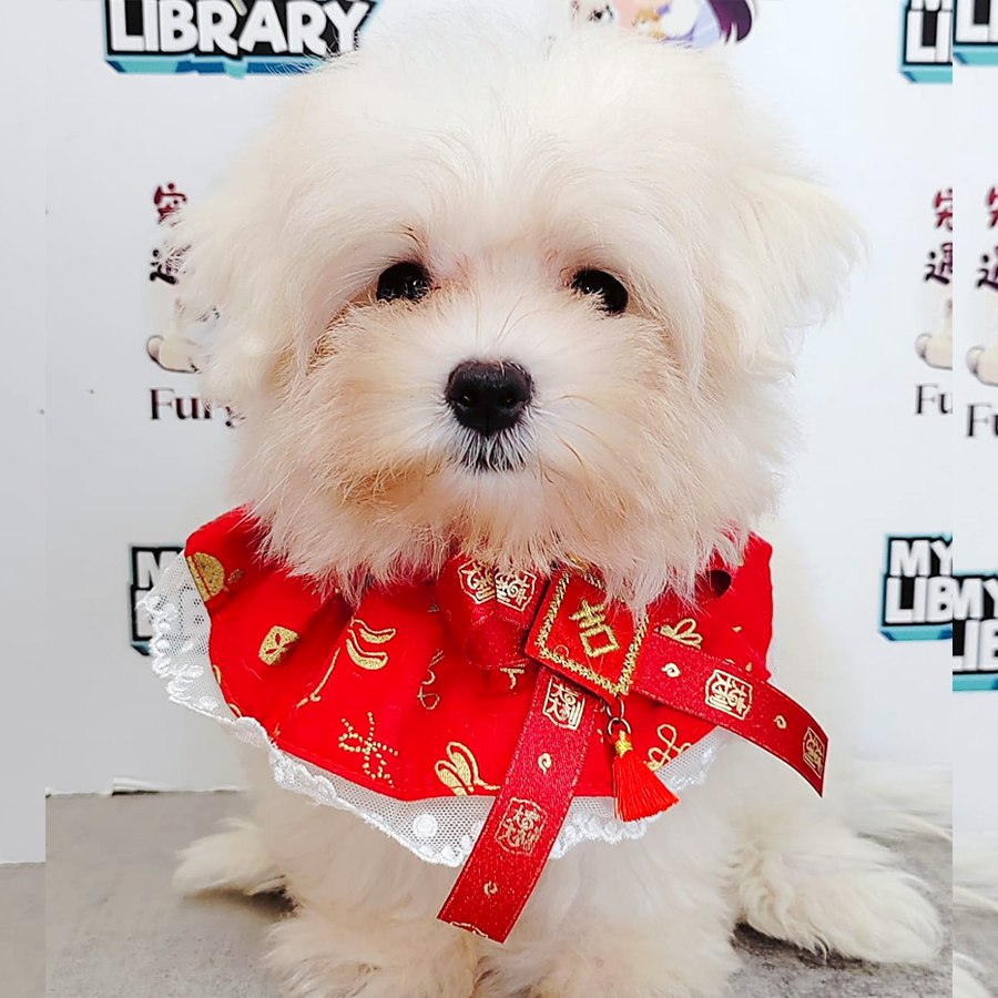 Tiny Maltese Puppy (Female) For Sale