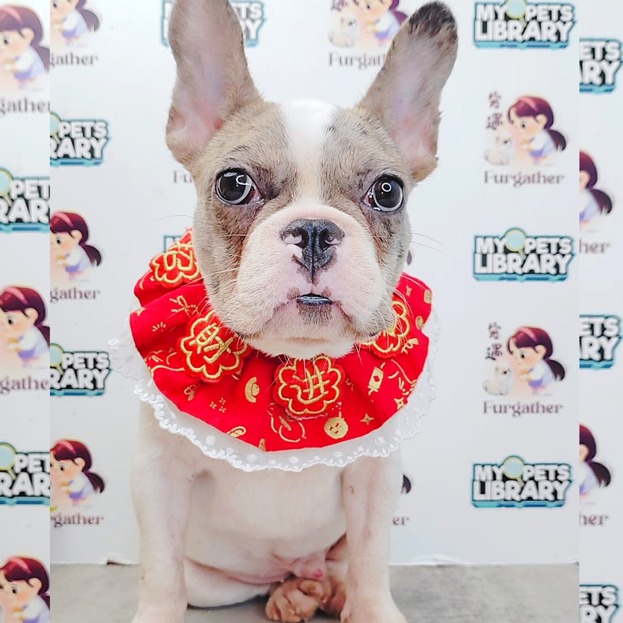 French Bulldog Puppy (Male) For Sale
