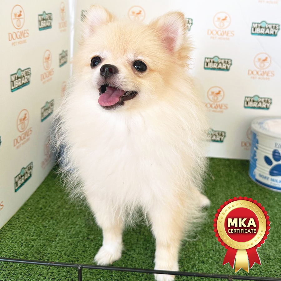 MKA Tiny Pomeranian Puppy (Male) For Sale