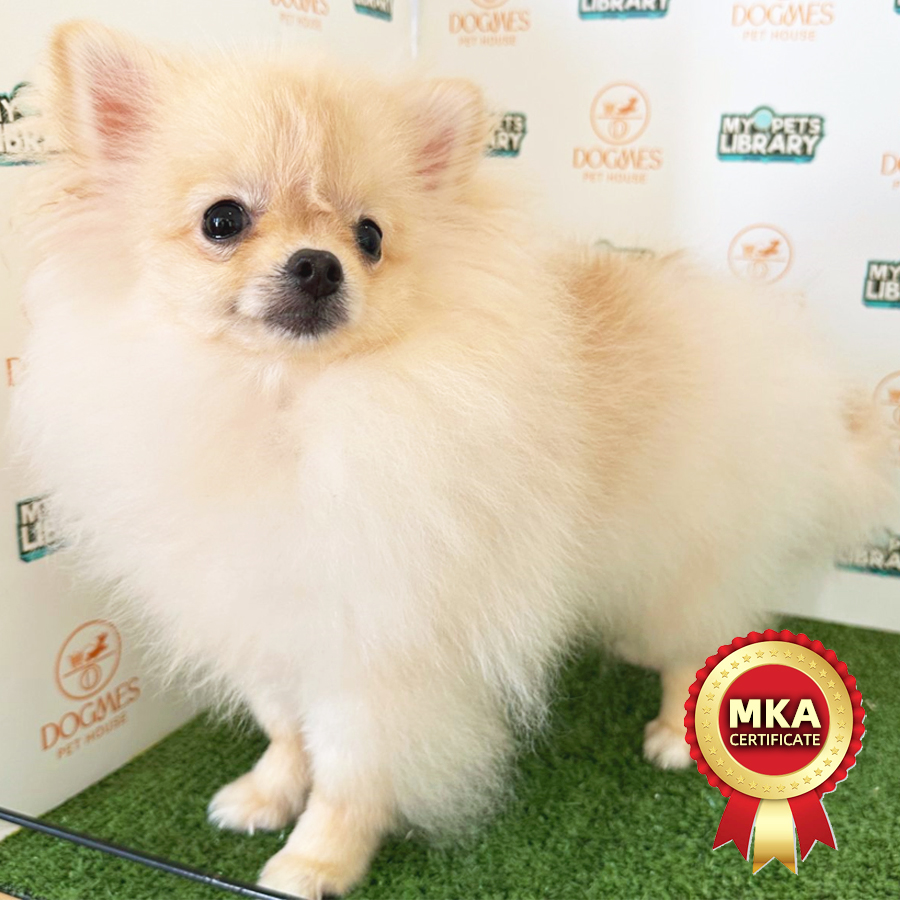 MKA Tiny Pomeranian Puppy (Male) For Sale