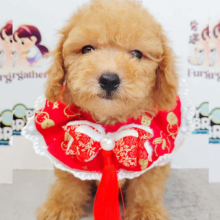 Poodle Puppy (Female) For Sale