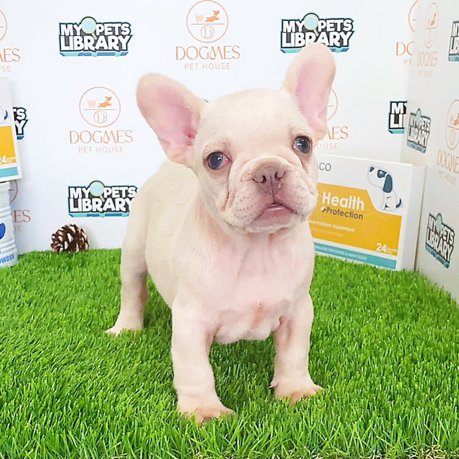 French Bulldog Puppy (Male) For Sale