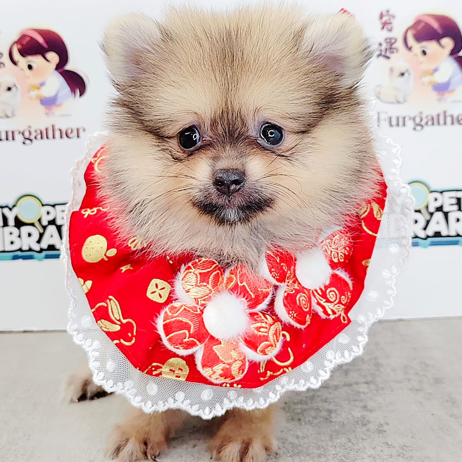 Pomeranian Puppy (Female) For Sale