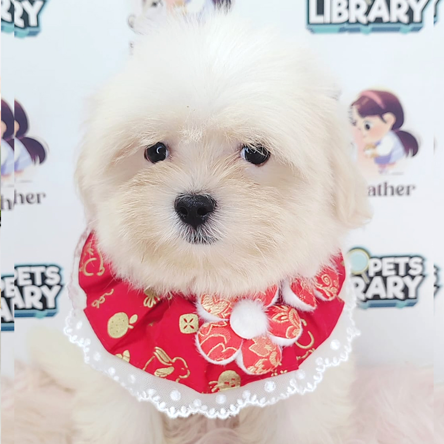 Tiny Maltese Puppy (Female) For Sale