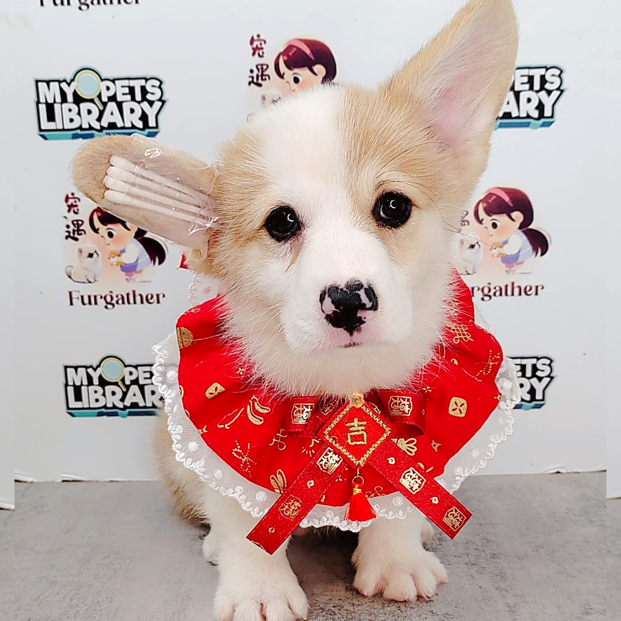 Medium Coat Corgi Puppy (Male) For Sale