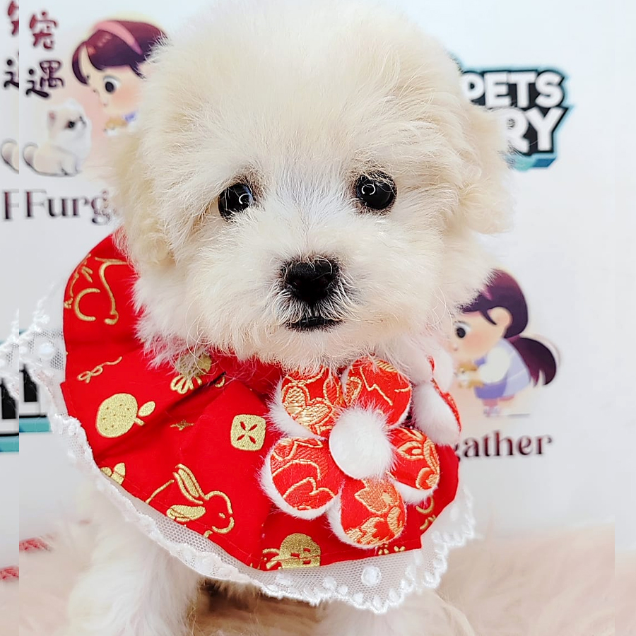 Bichon Puppy (Male) For Sale