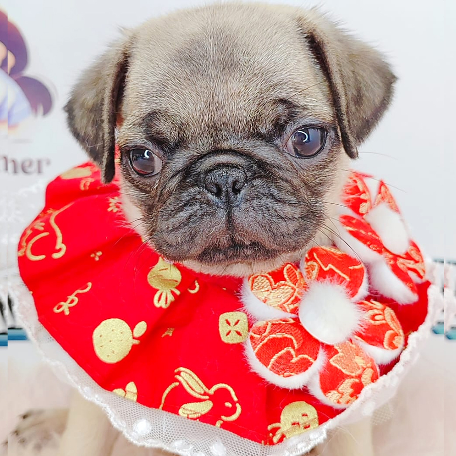 Pug Puppy (Female) For Sale