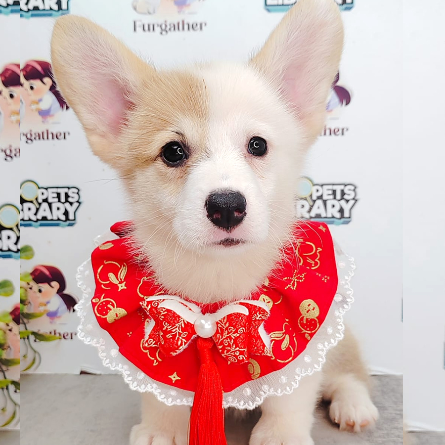 Medium Coat Corgi Puppy (Female) For Sale
