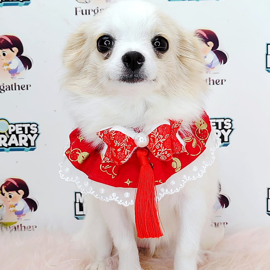 Long Coat Chihuahua Puppy (Female) For Sale