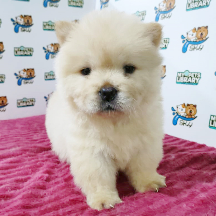 Chow Chow Puppy (Female) For Sale