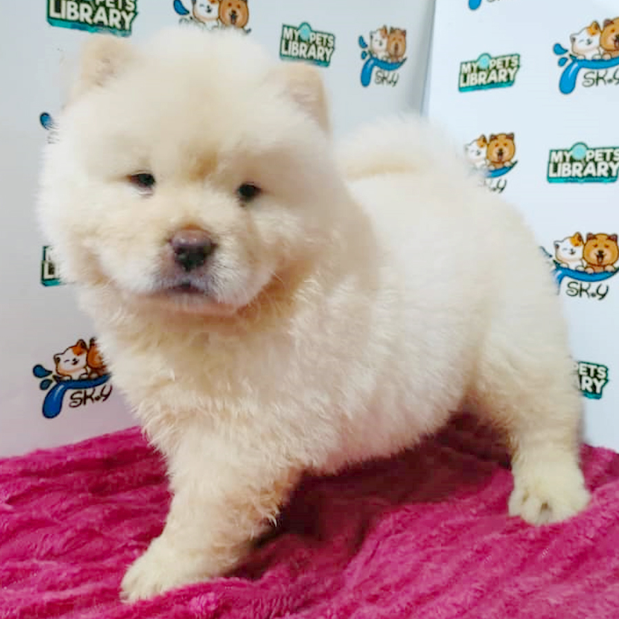 Chow Chow Puppy (Female) For Sale