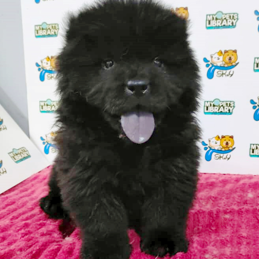 Chow Chow Puppy (Male) For Sale