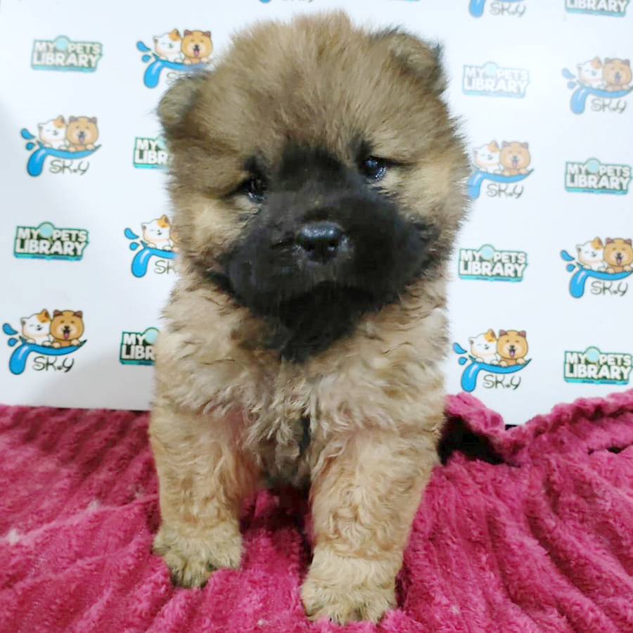 Chow Chow Puppy (Female) For Sale