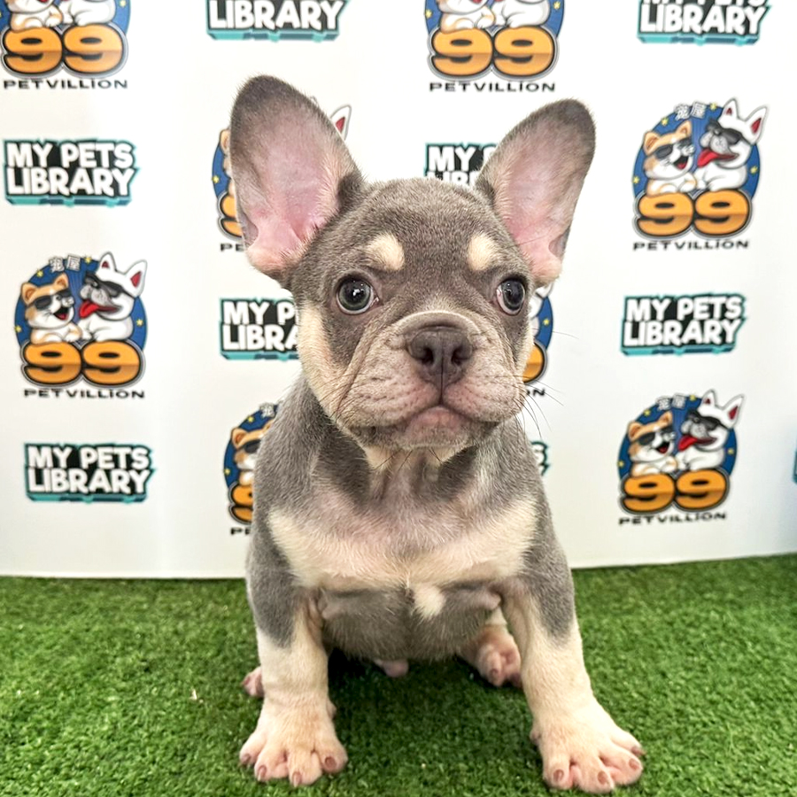 French Bulldog Puppy (Male) For Sale