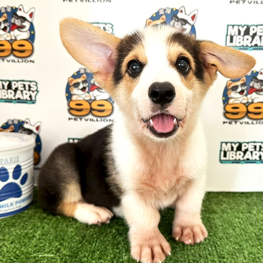 Welsh Corgi Puppy (Male) For Sale