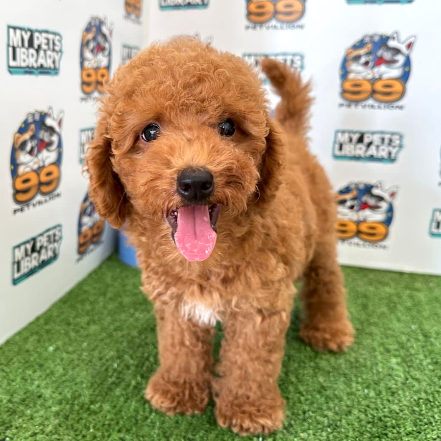 Toy Poodle Puppy (Male) For Sale