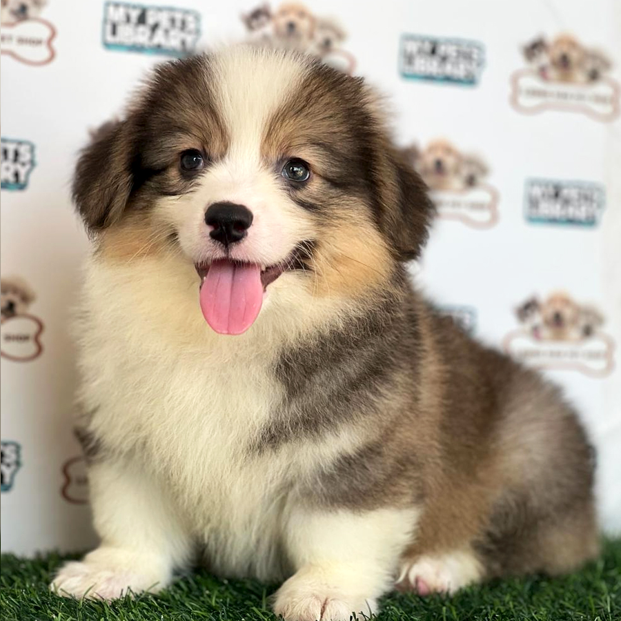 Welsh Corgi Puppy (Male) For Sale
