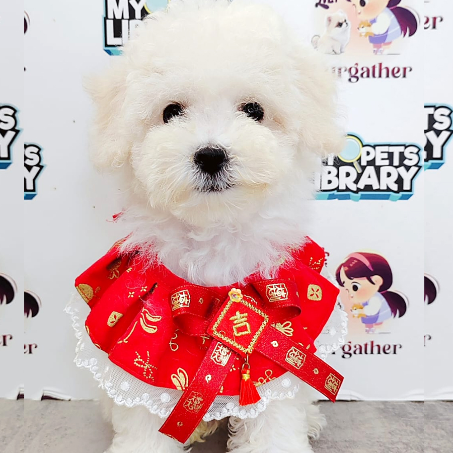 Poodle Puppy (Male) For Sale