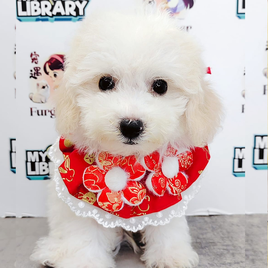 Maltipoo Puppy (Female) For Sale